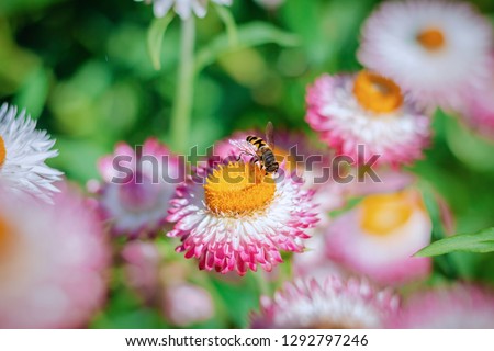 Bee on daisy chrysanthemum chamomile 