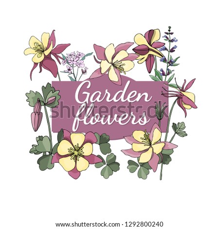 Vector set of isolated blooming garden flowers. Aquilegia foxtrot pink and yellow colors.