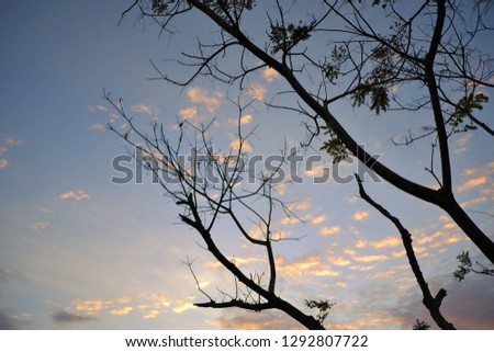 Dying tree branches with soft clouds and blue sky background.
