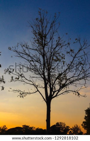 beautiful silhouette tree in the park at sunrise.