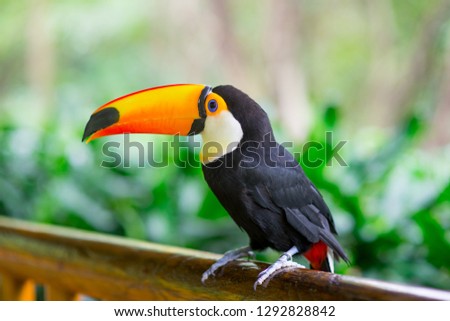 Beautiful toucan isolated on a green forest background