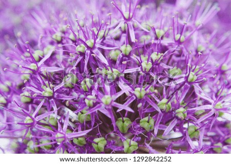 a macro closeup of a curious funny purple pink garden Allium flower from onion and garlic family 