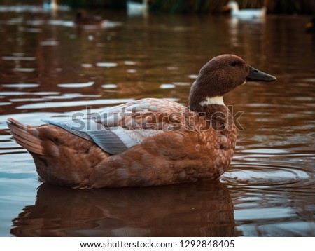 Brown duck swimming happily on a lake/pond