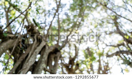 branch of tree in spring, blur image