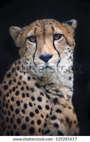 Portrait of a sad cheetah on black background.