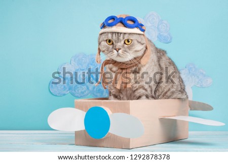 The cat sits a cute pilot Sedit aviator in a paper plane, a Scottish Whiskas in a mask and goggles of an airplane pilot. The concept of the pilot, super cat, flight.