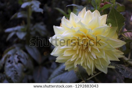 close up photography of a single yellow dahlia flower growing outdoors on a sunny summer day in Poland, Europe