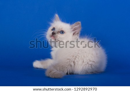 Fluffy white kitten with blue eyes lying on a blue background