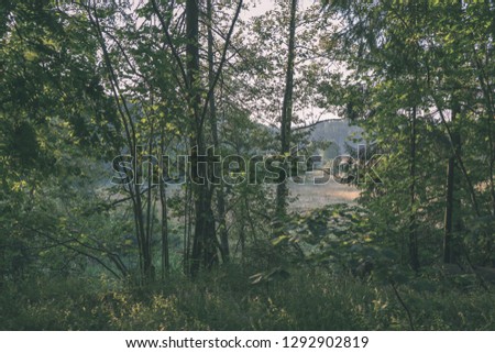 green summer foliage details abstract background. leaves, grass, bents and branches - vintage retro film look