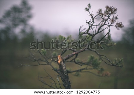 pine tree trunks and branches with green needles in swamp area. bright colors and blur background - vintage retro film look