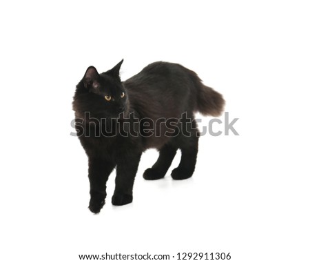 Beautiful young black cat looking to one side against a white background