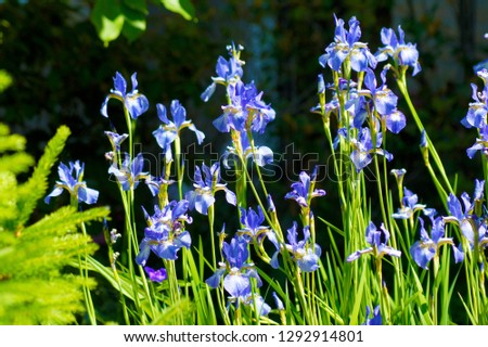 macro closeup of a plenty beautiful purple blue german bearded Iris germanica flowers in the field meadow 
