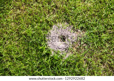 The house of ants is on the lawn,The nest of ants on the ground.