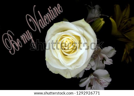 Be my valentine, white rose, romantic and elegant image suitable for many conditions.amorous,boyfriend,couple in love,feeling,female,flirtation,flirting,girl,girlfriend,i love you,love,lovely,lovers.A