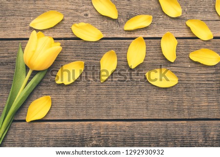 Yellow, single tulip lying on an old, natural boards in the composition with flowers petals. Free, copy space for text or description. Wedding or valentine day.