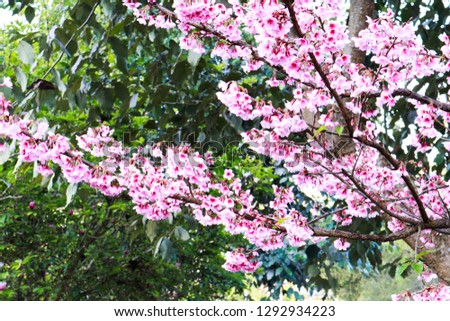 Sakura flowers are representative of Japanese flowers.