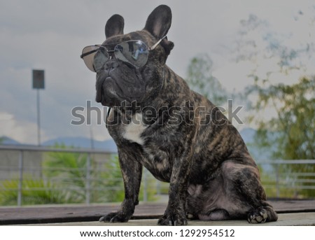 cool dog with glasses 