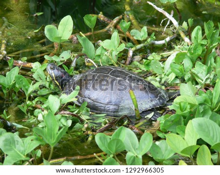 Turtle among water plants