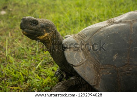 Massive tortoises roaming the grasslands