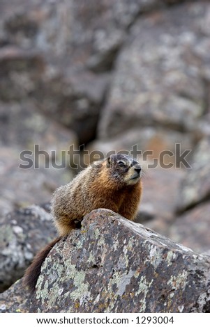 yellow-bellied marmot, a ground squirrel also commonly called a rockchuck and a close relative of the groundhog, perched on a rock in yellowstone national park, wyoming