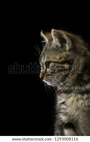 cute cat isolated in black background