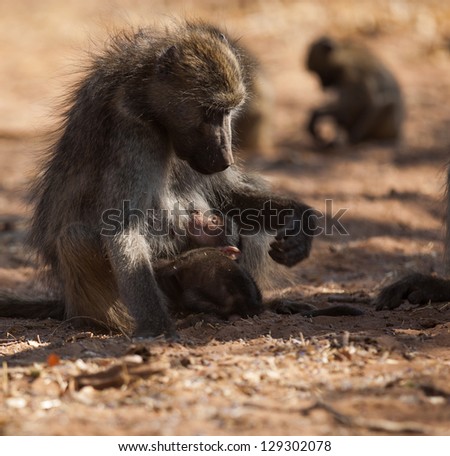 Mother baboon nursing baby in Africa