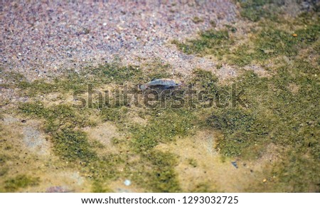 Desert Pupfish in Salt Creek in Death Valley National Park in California