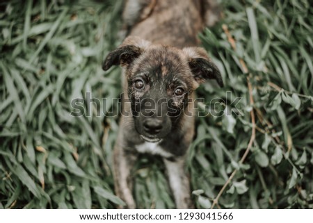 Cute Dog Portrait