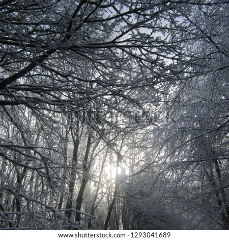 Winter sun pouring through snow covered trees