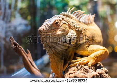 large green brown Iguana sitting on a branch in a terrarium