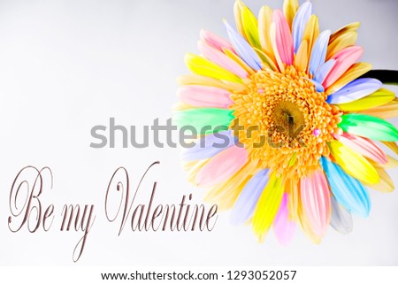 Be my valentine, gerbera multicolor, romantic and elegant image suitable for many conditions.amour,background,banner,beautiful,card,celebration,couple,day,emotion,feeling,gift,happy,heart,love,lover