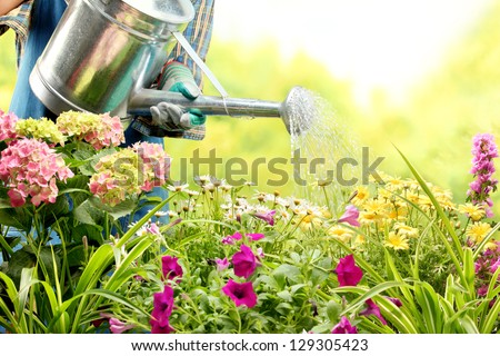 watering flowers in garden centre Royalty-Free Stock Photo #129305423