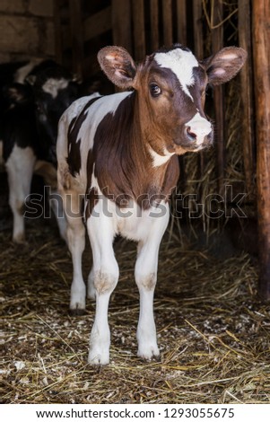 Animals in the stables.Photo of a little calf with mother of cow.The living creature on the farm.Village.