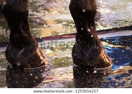A race horse preps with a bath. Royalty-Free Stock Photo #1293056257