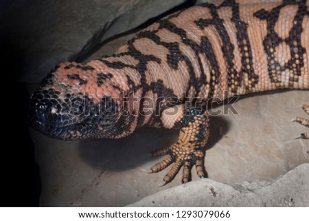 Gila monster, Heloderma suspectum only USA venomous lizard photographed in a private collection