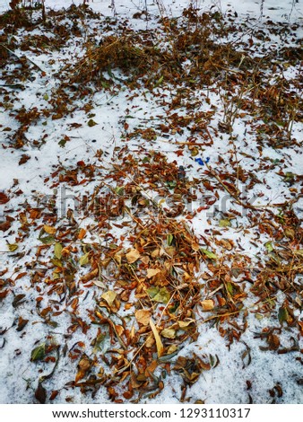 Autumn background, orange and yellow leaves on the first snow. Snow fell in early autumn when the trees were covered with leaves. Fallen leaves in the snow.