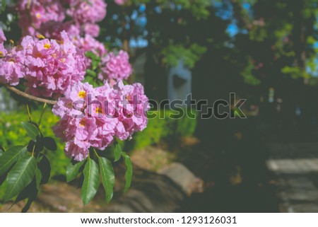 Pink blooming flower on street background with vintage style