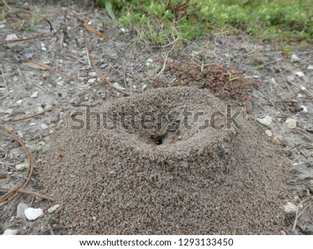 Fire ants crawling on ant hill close-up