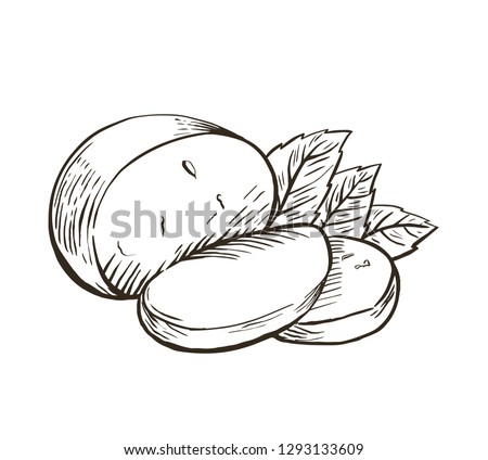Cheese Buffalo mozzarella with basil leaves. Hand drawn engraving. Vector illustration. Royalty-Free Stock Photo #1293133609