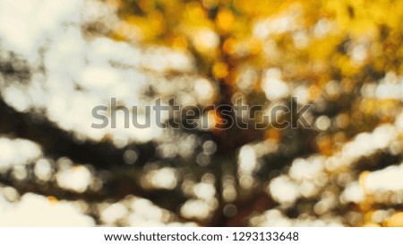 Tree and bokeh images with natural orange light