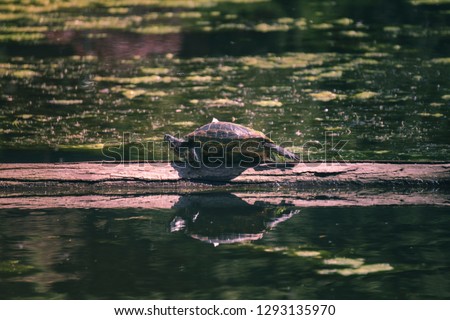 Turtle chilling on the wood