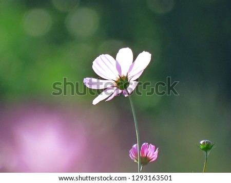 Cosmos flowers in garden, Blooming of growing flower, softly bokeh backdrop. Bright pink floral of summer in nature field, lovely sweet background, for banner, wallpaper, greeting card, add texts. 