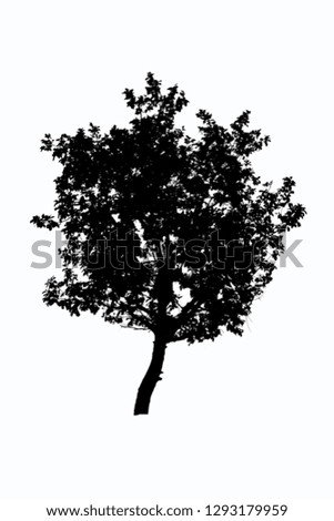 Tree shadow isolated on a white background