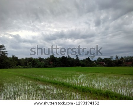 paddy in rice filed under morning  cloudy sky landscape