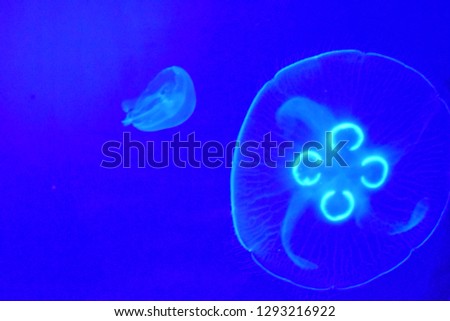 Two jellyfish swimming in an aquarium tank, bright blue background with neon looking jellyfish illuminating the picture. 