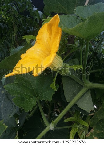 yellow pumpkin flower
