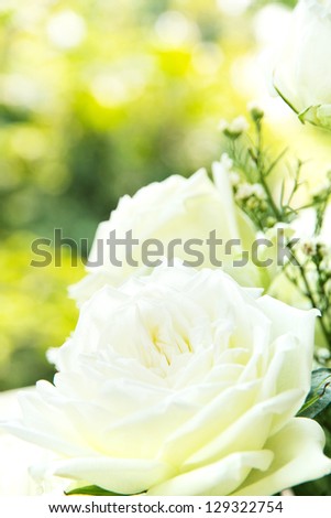 Close up of white rose background