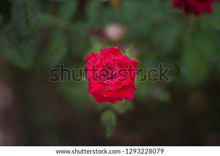 The picture of a red rose in various angles