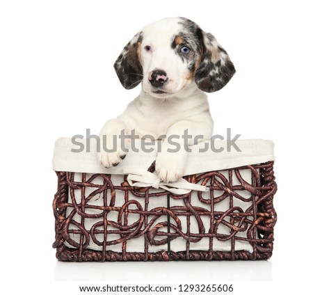 White Dachshund puppy in wicker basket on white background. Baby animal theme