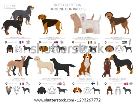 Schiller-bracke Stock Vector Images - Avopix.com